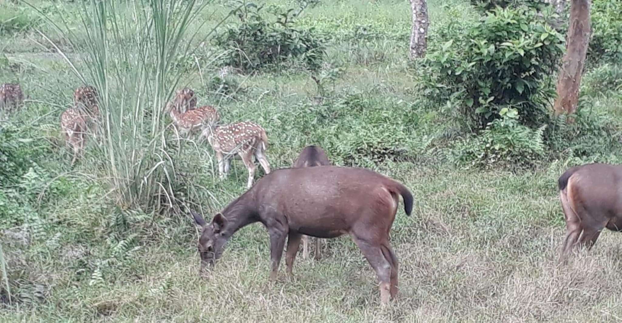 Da Kathmandu o Pokhara, 1 N.2 Giro della fauna selvatica di Chitwan Day - Hizvo