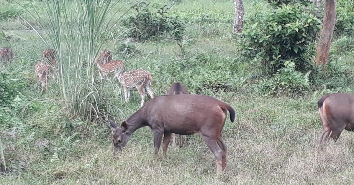 Chitwan Day Tour ( Canoeing+Jungle Walk+ Jeep Safari ) | GetYourGuide