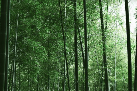 Shanghai: Sheshan Hill Private Tour with Hotel Pickup