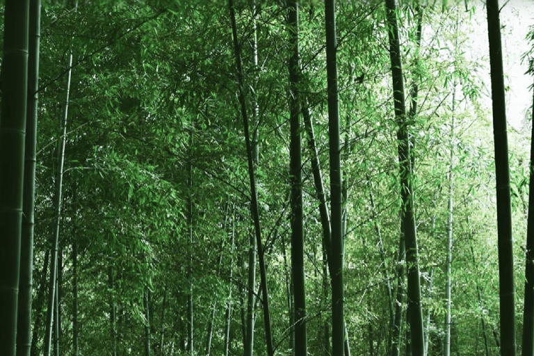 Shanghai: Sheshan Hill Private Tour with Hotel Pickup