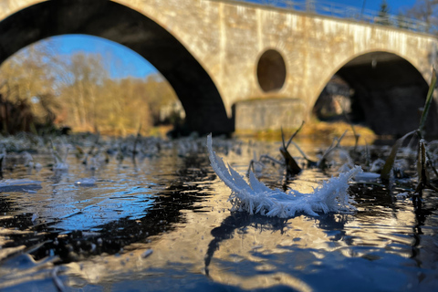 Wild Beauty – A Creative Walk Through Weimar