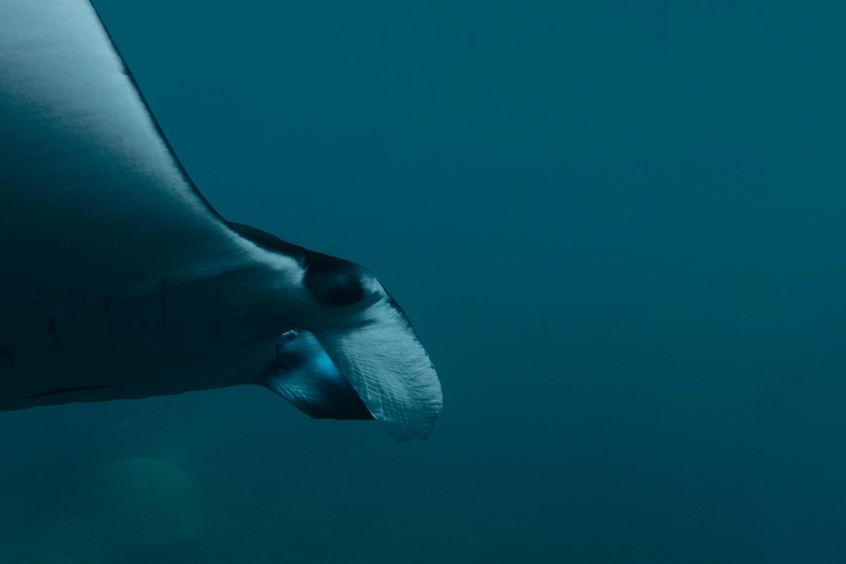 From Bali: Nusa Penida Private Snorkeling Tour with Lunch Shared Boat Trip with Meeting Point at Sanur
