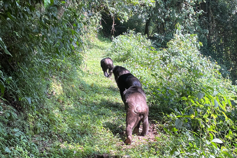 Kigali: tour di 4 giorni tra gorilla e scimpanzéKigali: tour di 4 giorni con trekking tra gorilla e scimpanzé