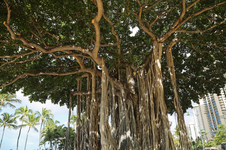 Excursão privada de mesmo dia a Bodhgaya a partir de Varanasi