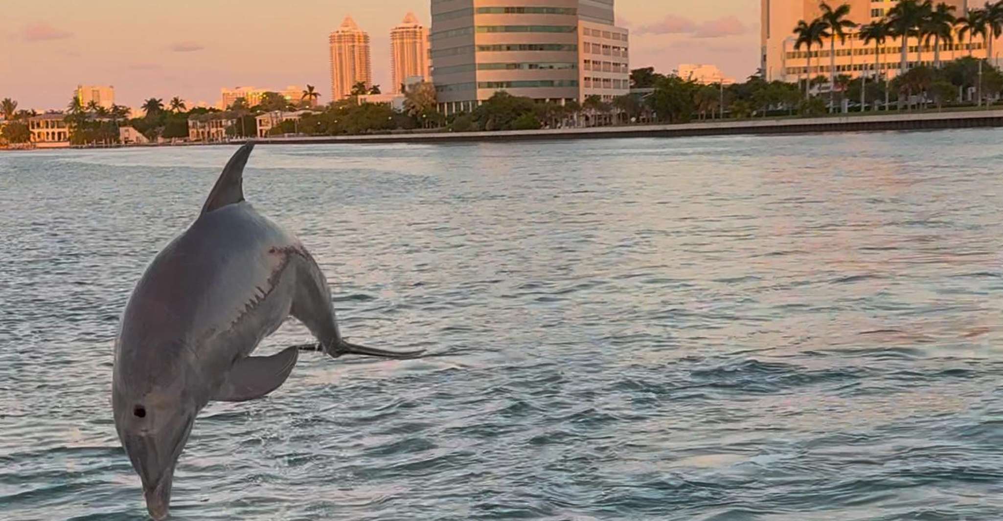 Miami: Celebrity Houses and Star Island Boat Tour photo 8