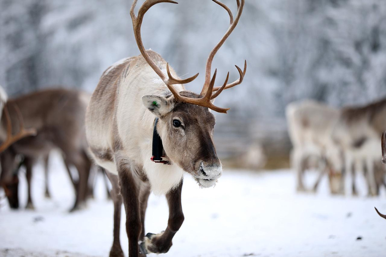 Reindeer Sleigh Ride and Farm tour to feed the reindeer