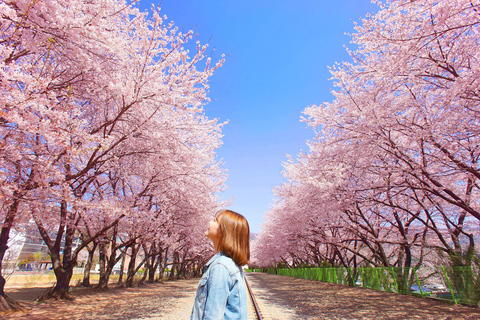 Seoul: Jinhae Cherry Blossom Tour with Busan Drop-off Option [Round Trip From Seoul] Jinhae Cherry Blossom Day Tour