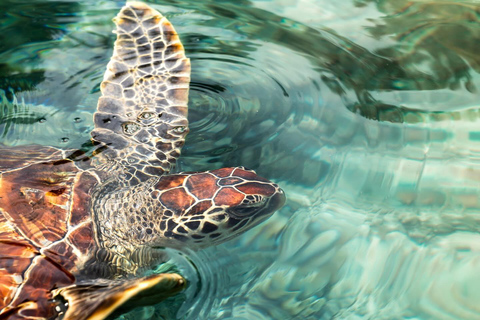 Salaam grot zwemmen met zeeschildpadden in kizimkazi