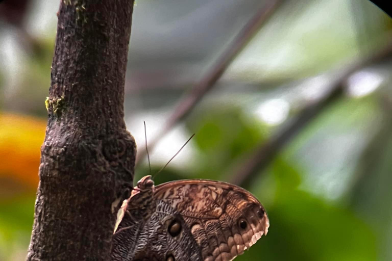 Puerto Jiménez: Private 1-Day Tour to Sirena in Corcovado