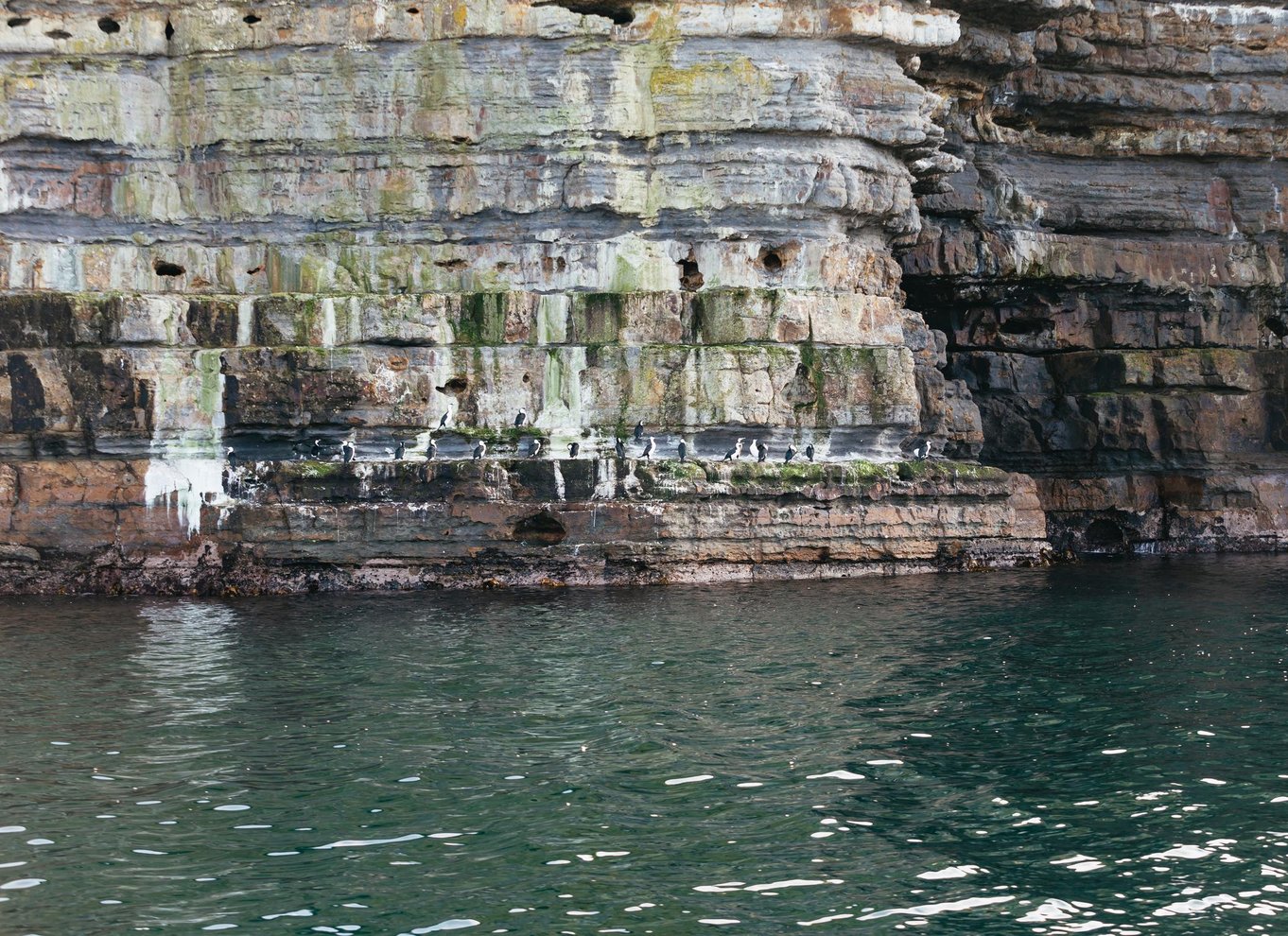 Fra Port Arthur: Tasman Island krydstogt i vildmarken