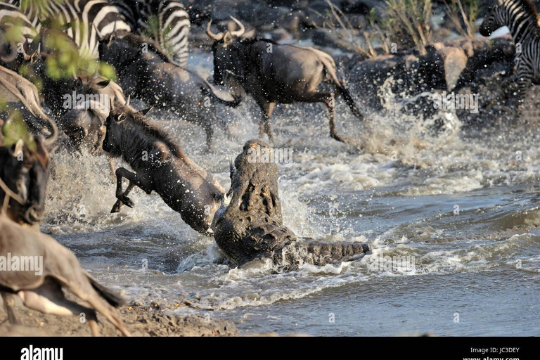 Excursão de 4 dias em jipe 4x4 com o grupo para o Lago Nakuru e Masai Mara