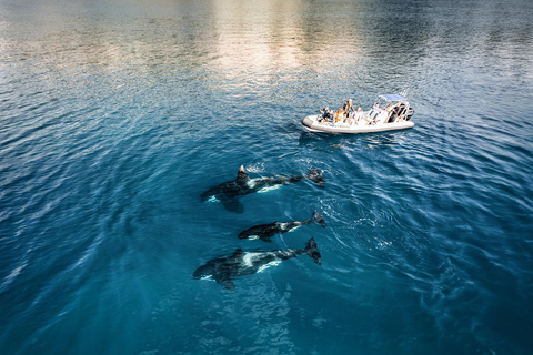 Whitianga: Cathedral Cove Cruise, Caves & Snorkelling