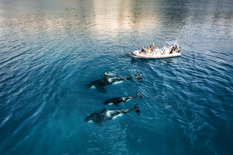 Whitianga: Cathedral Cove Cruise, Caves & Snorkelling
