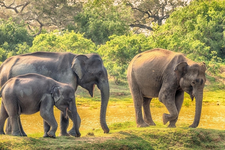 Journée safari de Colombo au parc national de Yala
