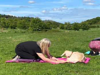 Canterbury: Yoga met geiten en schapen