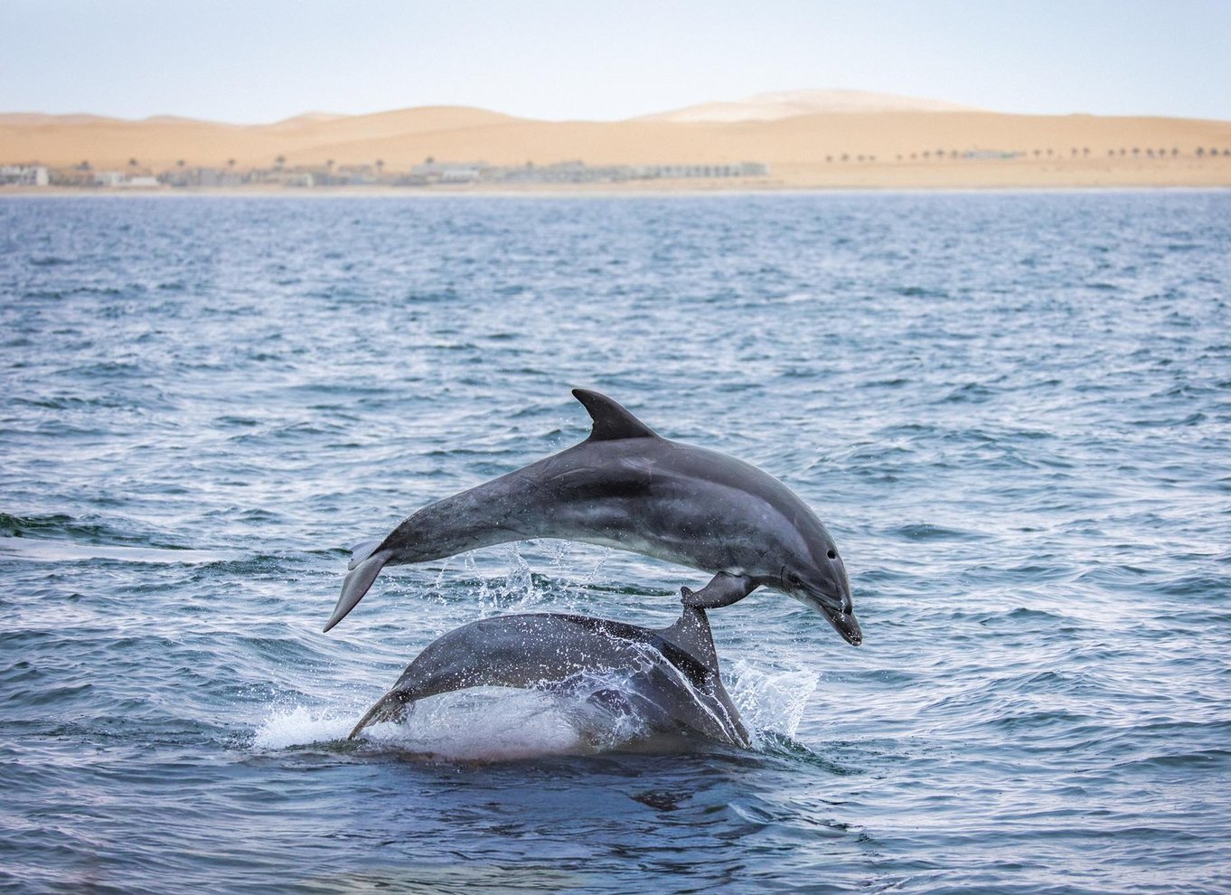 Walvis Bay: Marine Big 5 luksus katamaran tur