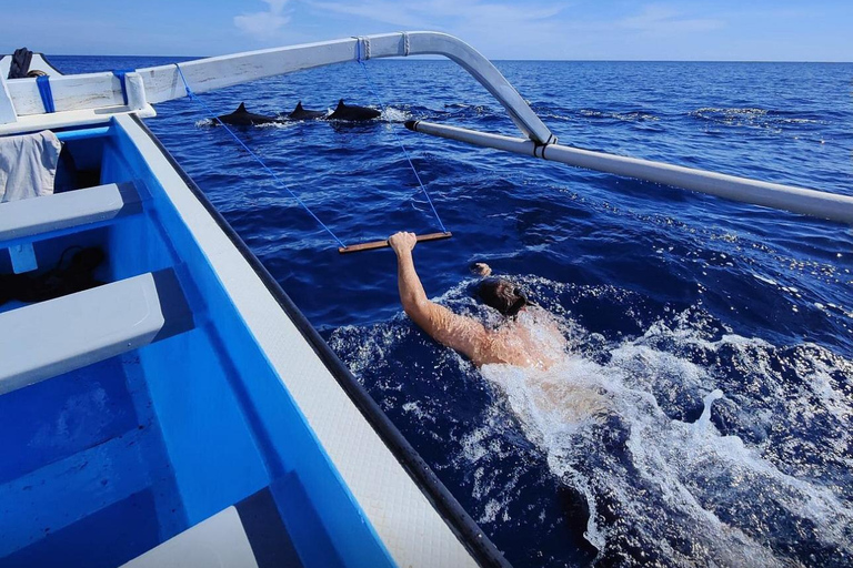 North Bali: Dolphin Swim, Snorkeling, & Waterfall Cliff Jump Small Group With Hotel Transfer Central Bali