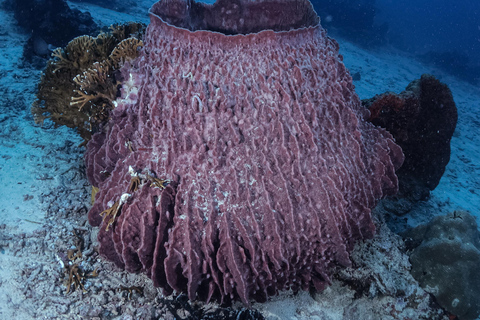 Menjangan Island: Fun Diving Experience