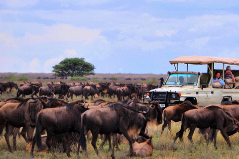 Safári econômico de 4 dias em Masai Mara e Lake Nakuru em jipe 4x4