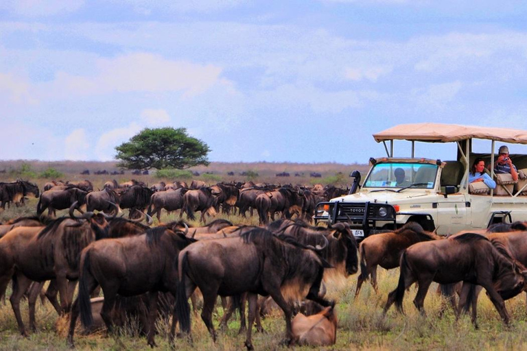 Safari economico di 4 giorni al Masai Mara e al Lago Nakuru in jeep 4x4