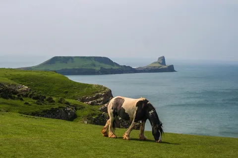 Cardiff: Private Day Tour Gower's Cliffs & Beaches
