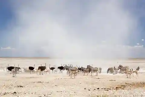 Experiencia guiada de 3 días en el Parque Nacional de Etosha