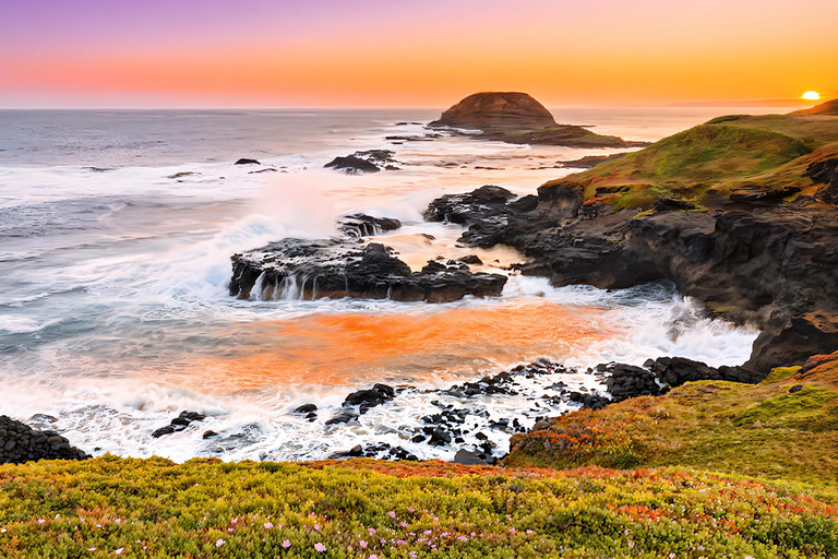 墨尔本蒸汽火车+企鹅观赏+亚拉谷葡萄酒巧克力之旅墨尔本企鹅游行、亚拉河谷葡萄酒美食与考拉之旅