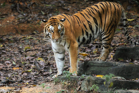 Desde Nueva Delhi: Excursión de 3 días al Parque Nacional de RanthamboreTour privado con alojamiento en hotel