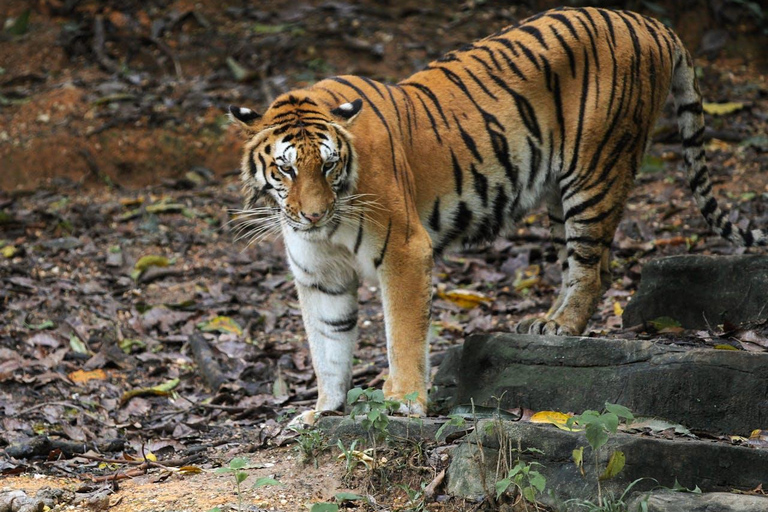 Desde Nueva Delhi: Excursión de 3 días al Parque Nacional de RanthamboreTour privado con alojamiento en hotel