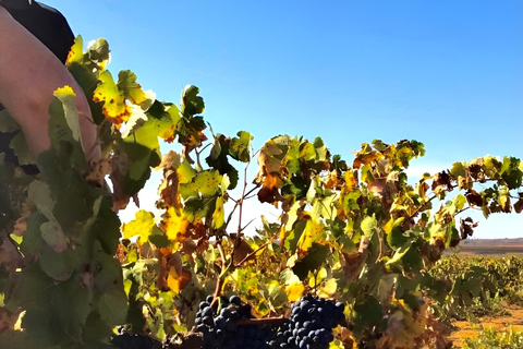 Excursion d&#039;une journée et découverte du cœur de la région viticole d&#039;Alicante !