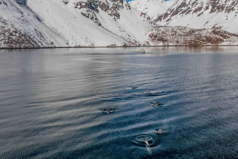 Alta: Altafjord Whale Watching in a Heated Boat
