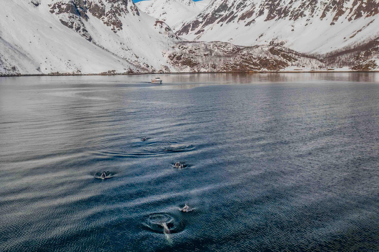 Alta: Altafjord Whale Watching in a Heated Boat