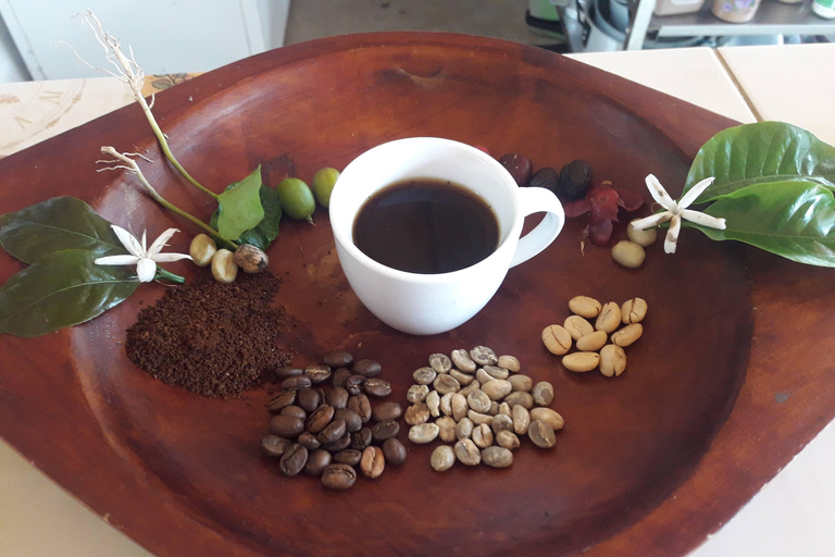 From Medellin: Coffee and Comuna 13 Tour with PRIVATE transportation From Medellin: Coffee Tour and Comuna 13 with PRIVATE transportation