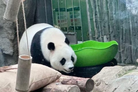 Beijing：Beijing Zoo Admission Ticket