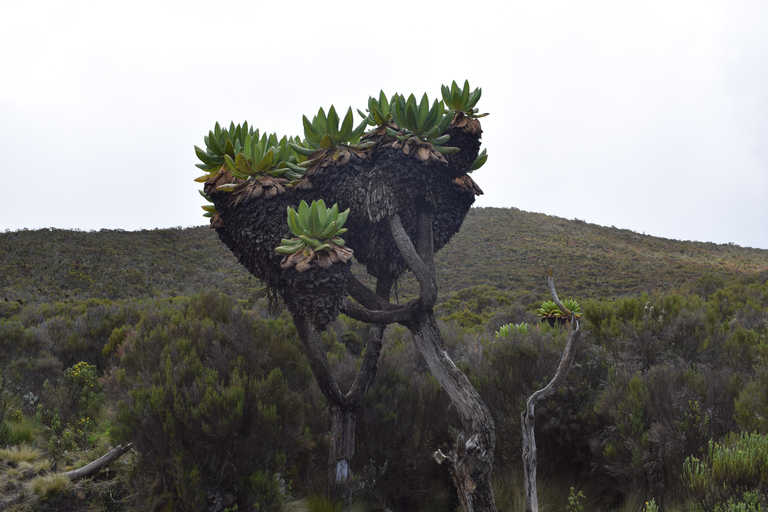 1 Day kilimanjaro short trek