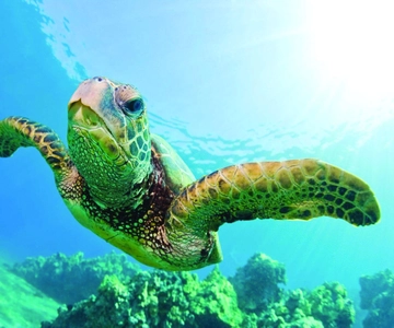 Oahu: Waikiki Snorkel and Sailing Trip with Lunch