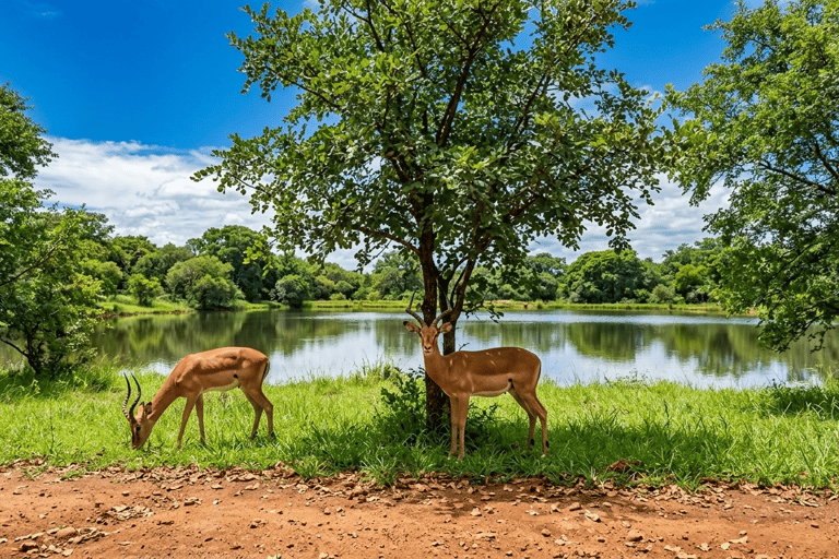 Eswatini: Guided Hike to Nyonyane Mountain - Execution Rock Minimum 2 Pax
