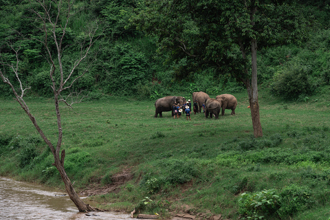 Chiang Mai: Elephant Sanctuary, Long Neck & Sticky Waterfall Private Tour With Hotel Pickup