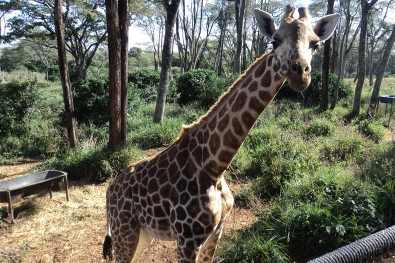 Nairobi: Giraffe Centre, Karen Blixen, and Bead Factory Tour