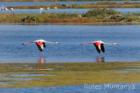 Ebro Delta: Birding and Bird Photography in a Van