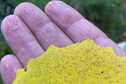 Forest Bathing in Stockholm nature with certified guide Forest bathing with tea-ceremony in mossy nature reserve