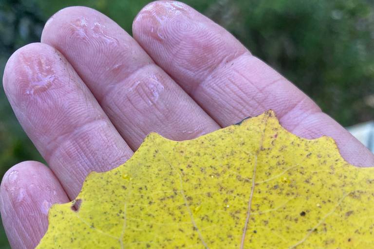 Bagno nella foresta nella natura di Stoccolma con guida certificataBagno nella foresta con cerimonia del tè nella riserva naturale di muschio