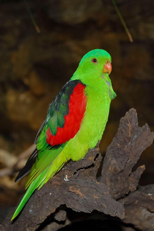 ケアンズ：コアラと生き物入場券 | GetYourGuide