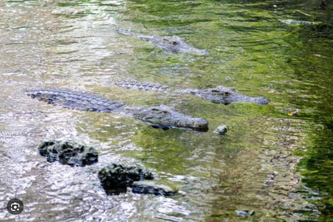 Mombasa Geschichte &amp; Natur Tour; Stoßzähne, Fot jesus, Haller ParkMombasa Geschichte und Natur Tag