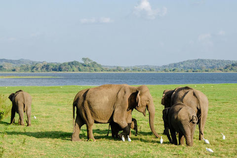 Sigiriya Dambulla et excursion d&#039;une journée au départ de Kandy (visite en petit groupe)