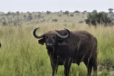 Uganda: 3-Day Murchison Falls & Kibale Chimpanzee Trekking