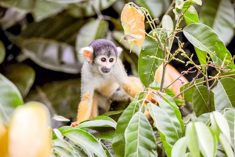 Iquitos: Amazon 4 days | Rio Nanay, Monkey |