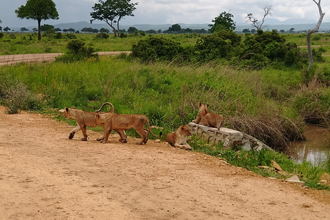 Visita de um dia ao Parque Nacional MikumiViagem diurna ao Parque Nacional Mikumi saindo de Zanzibar (voo)