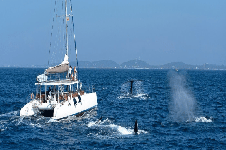 Mirissa: Whale Watching Cruise With Blue Whales & Dolphins
