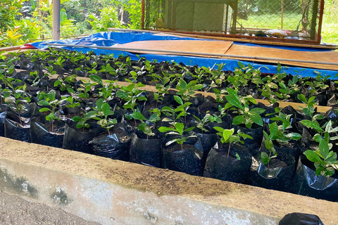 TAGAYTAY :Coffee Experience Amadeo Farm Tour & Tasting
